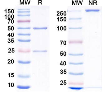 SK4 K+ channel Mouse Monoclonal Antibody