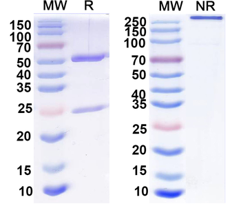 Complex spinal cord protein sample Mouse Monoclonal Antibody