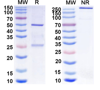 GABA(A)R, Delta Mouse Monoclonal Antibody