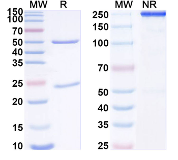 GABA(A)R, Delta Mouse Monoclonal Antibody