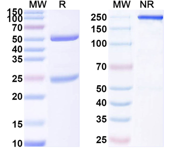 SAPAP1 Mouse Monoclonal Antibody