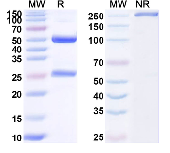 PEX7 Mouse Monoclonal Antibody