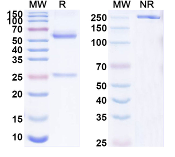 AGPS Mouse Monoclonal Antibody