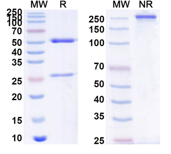 CD74 Human Monoclonal Antibody