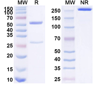 FAP/FAPalpha Human Monoclonal Antibody