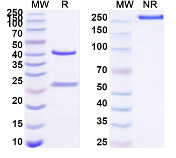 CD134/TNFRSF4/OX40 Human Monoclonal Antibody