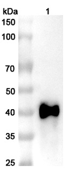 CD134/TNFRSF4/OX40 Human Monoclonal Antibody