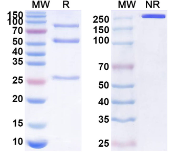 CD276/B7-H3 Human Monoclonal Antibody