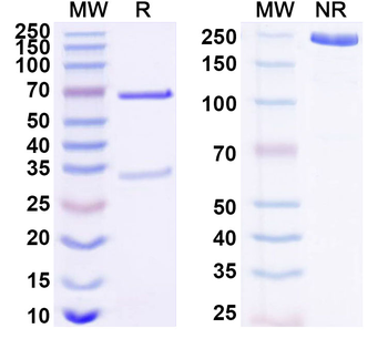 CD274/PD-L1/B7-H1 Human Monoclonal Antibody