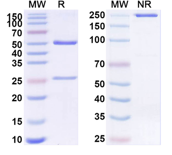 GPC3 Human Monoclonal Antibody