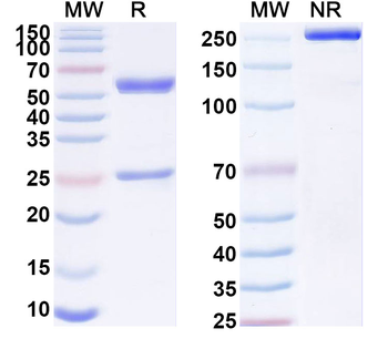 TAG-72 Mouse Monoclonal Antibody