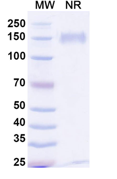 FMC63 scFv Monoclonal Rabbit Monoclonal Antibody