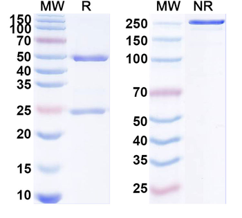 HLA-G Mouse Monoclonal Antibody
