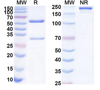HLA-G Mouse Monoclonal Antibody