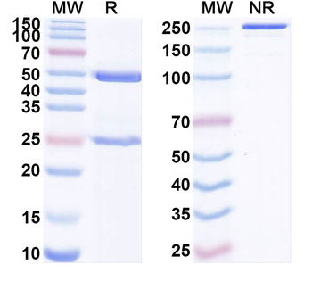 HLA-G Mouse Monoclonal Antibody