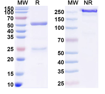 HLA-DRA/DRB4 Mouse Monoclonal Antibody