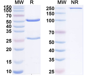 HLA-DRA/DRB4 Mouse Monoclonal Antibody