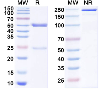 HLA-DRA/DRB4 Mouse Recombinant Antibody