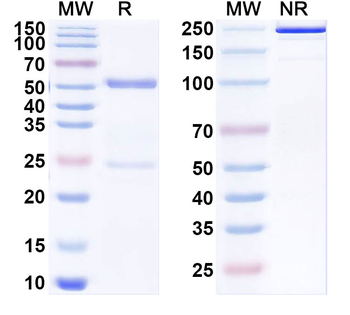 HLA-DRA/DRB4 Mouse Recombinant Antibody