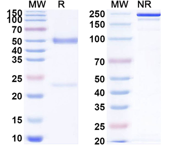 HLA-DRA/DRB4 Mouse Recombinant Antibody