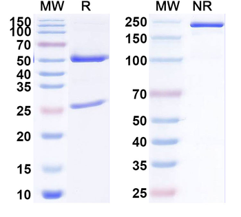 HLA-DQB1 Mouse Monoclonal Antibody