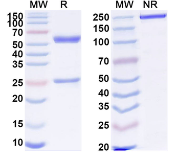 HLA-A2 Mouse Monoclonal Antibody