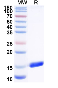 Campylobacter jejuni subsp wlaB/pglK Camelus Monoclonal Antibody