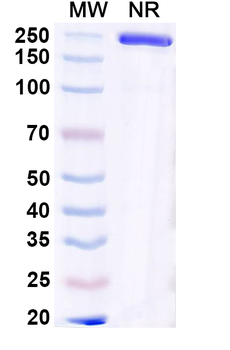 Neisseria meningitidis NHBA/Dextranase Mouse Monoclonal Antibody