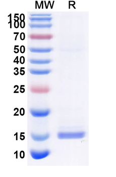 GPC3 Camelus Monoclonal Antibody