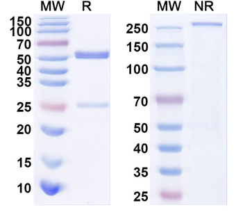 TM4SF1/M3S1 Mouse Monoclonal Antibody