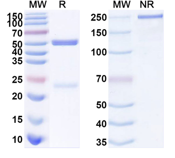 Glyco-MUC4 Mouse Monoclonal Antibody