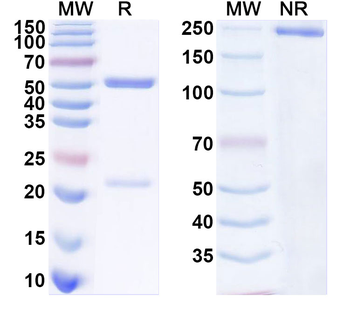 Glyco-MUC4 Mouse Monoclonal Antibody