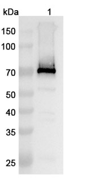 GPC3 Human Monoclonal Antibody