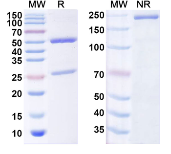 Pseudomonas aeruginosa PcrV Mouse Monoclonal Antibody