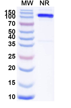 SLC4A7 Mouse Monoclonal Antibody