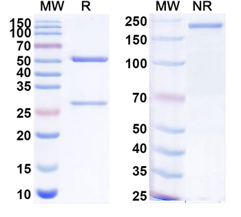 VIPR1/VPAC1 Mouse Monoclonal Antibody