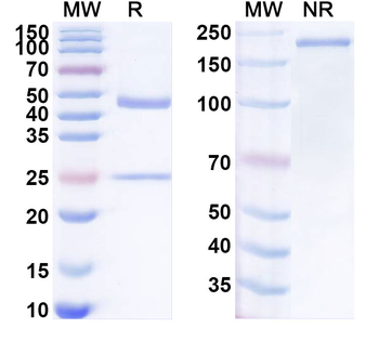DDX4/Vasa Mouse Monoclonal Antibody