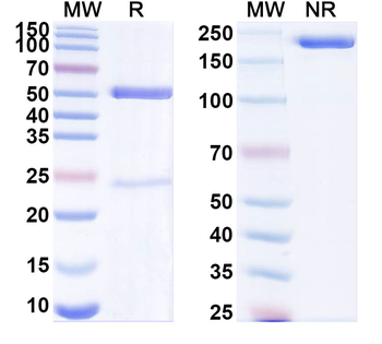 SPARC/Osteonectin Mouse Recombinant Antibody