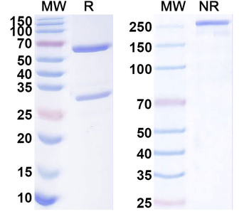 HPN/Hepsin Mouse Monoclonal Antibody