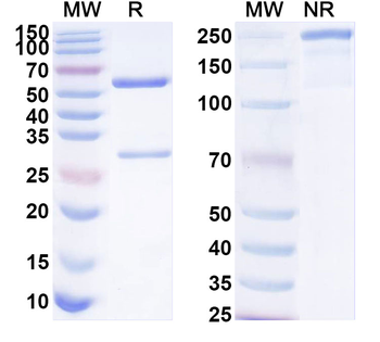 MPIG6B/G6b Mouse Monoclonal Antibody