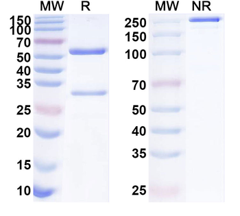 TLL2 Mouse Monoclonal Antibody
