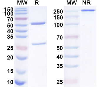 PRSS21 Mouse Monoclonal Antibody
