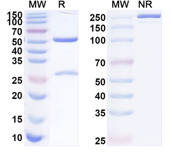 HIGD1A/HIG-1 Mouse Monoclonal Antibody