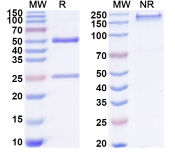 DPP3 Mouse Recombinant Antibody