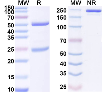 MUC13 Mouse Monoclonal Antibody