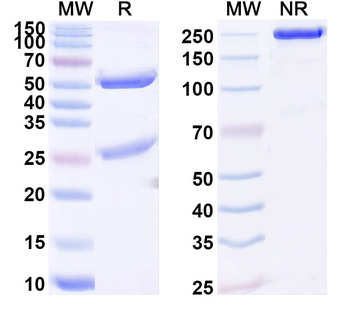 SLC29A1/hENT1 Mouse Monoclonal Antibody