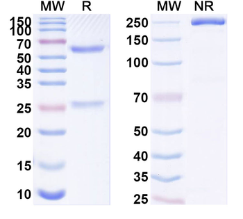 MS4A4A Mouse Monoclonal Antibody
