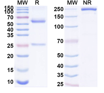 HDAC11 Mouse Monoclonal Antibody