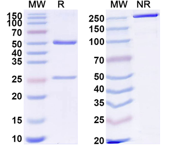 OSCAR Mouse Monoclonal Antibody