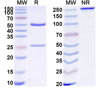 TMPRSS6 Mouse Monoclonal Antibody